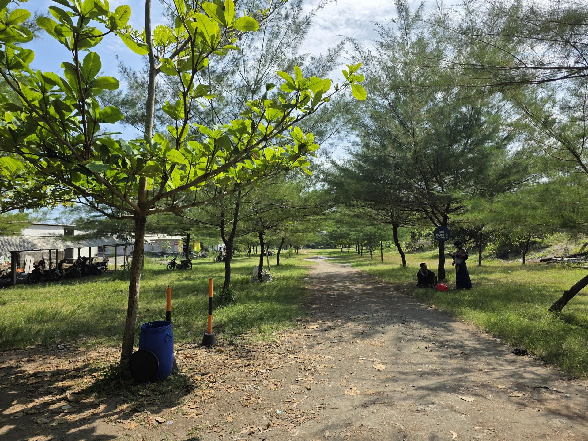 Hutan Cemara yang Sejuk